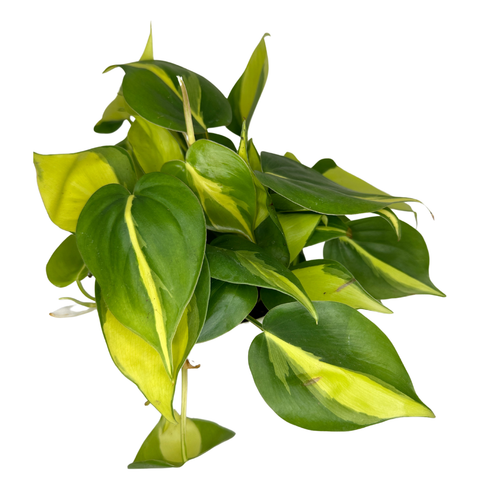 4" Philodendron Brasil (Philodendron hederaceum) –Houseplant