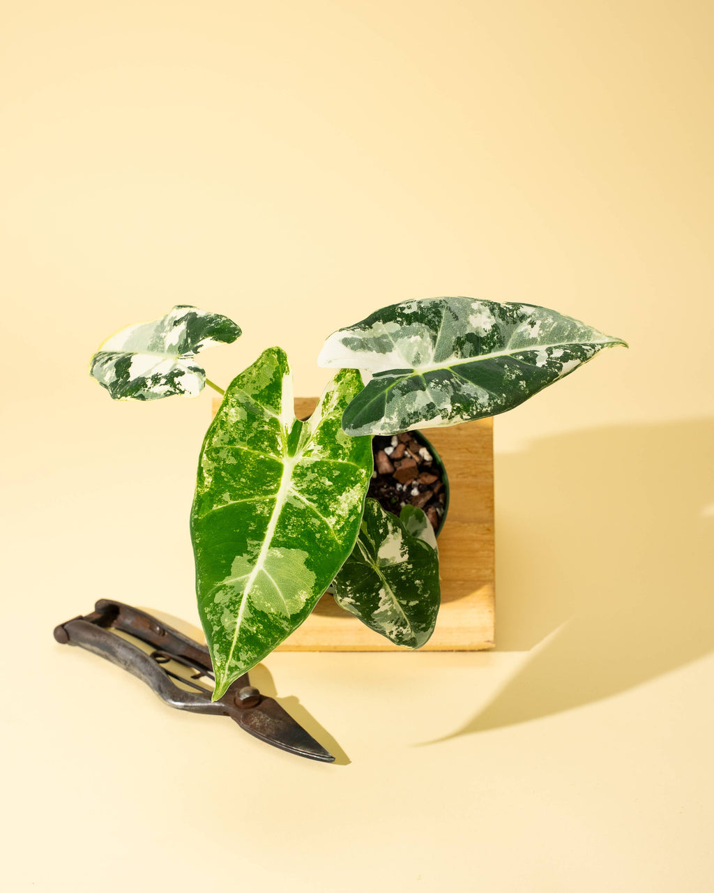 4" Variegated Alocasia 'Frydek'