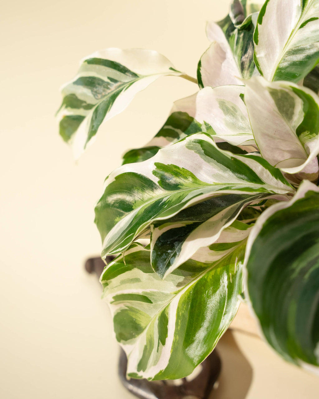 4" Calathea 'Fusion White'