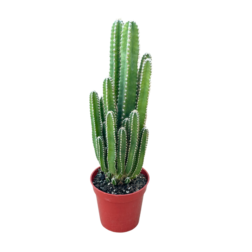 3.25" Fairy Castle Cactus (Acanthocereus tetragonus) – Whole