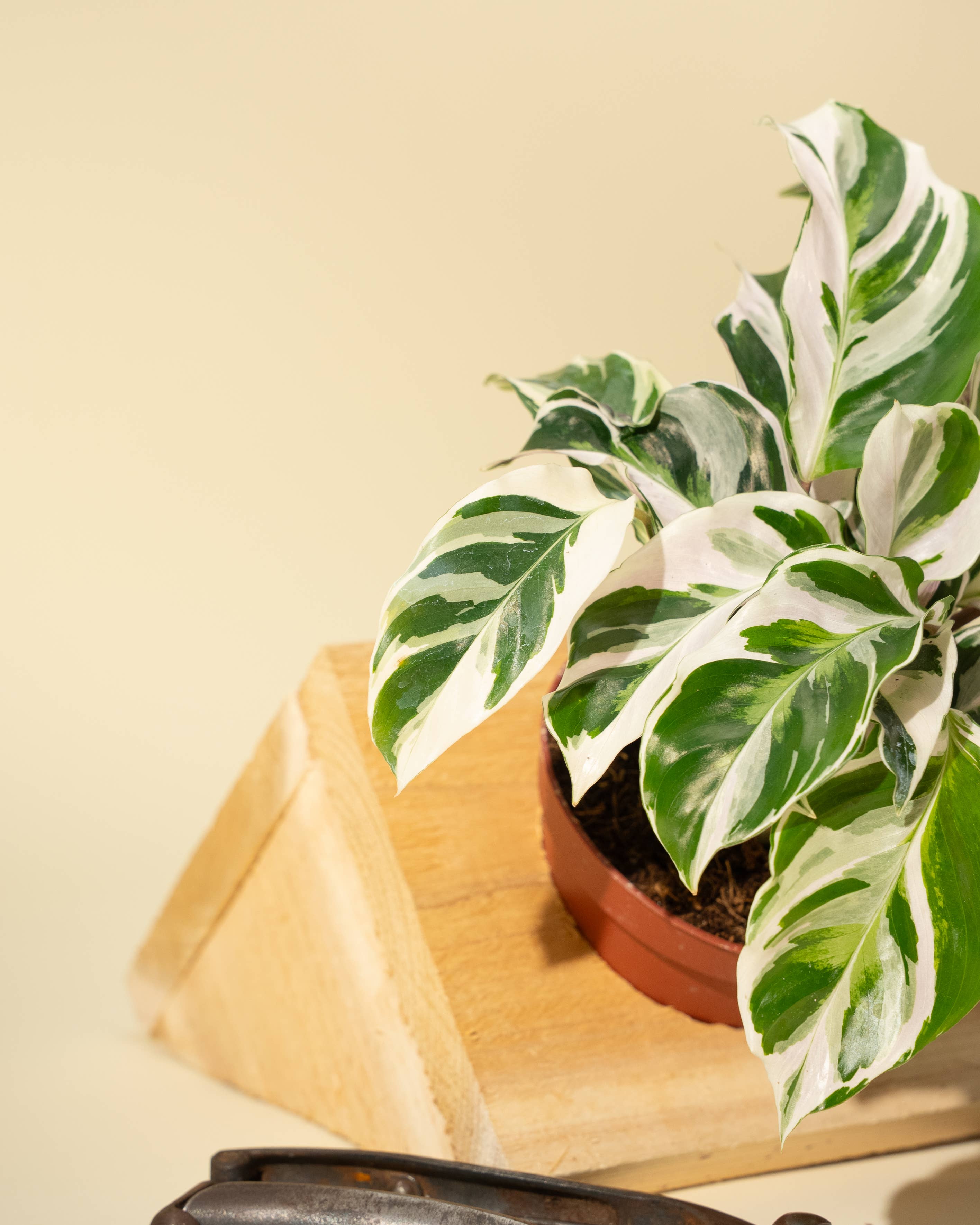 4" Calathea 'Fusion White'