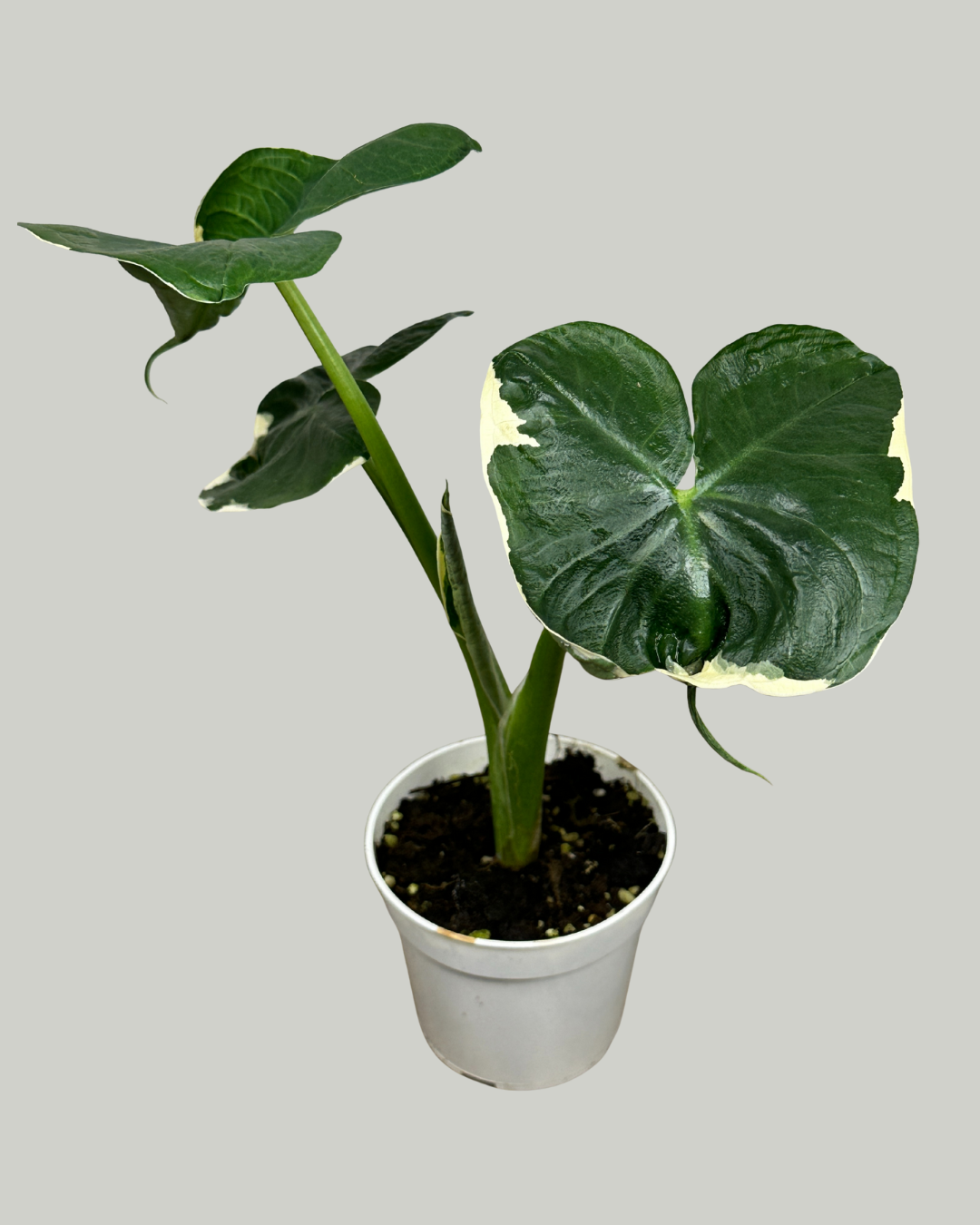 4" Alocasia Mickey Mouse Variegated - Wholesale Live Plant