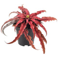 Cryptanthus Red Earth Star 4 in. Plastic Grower Pot