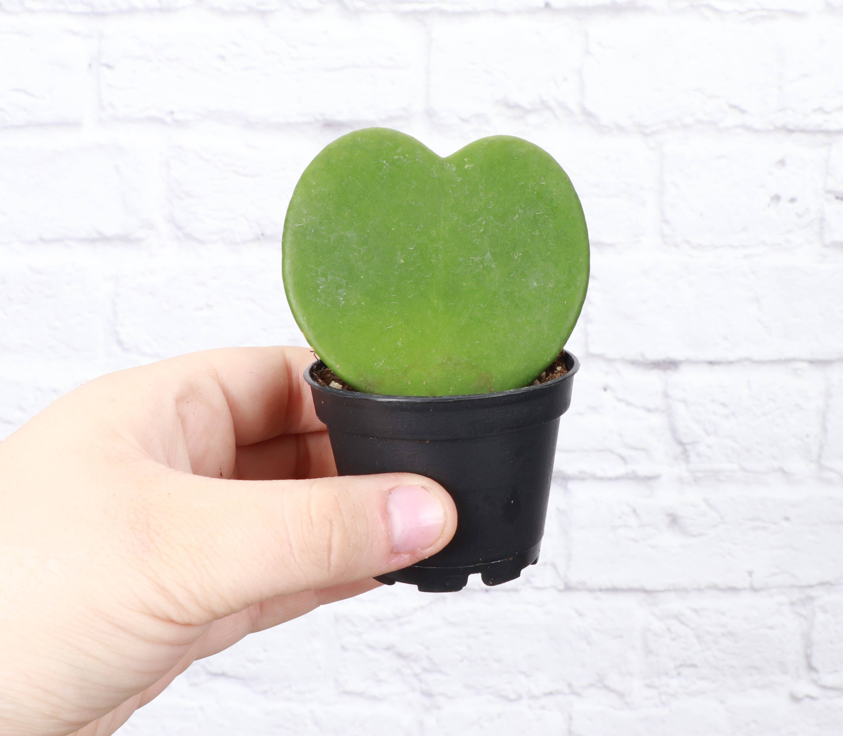 Hoya Kerrii - Sweetheart Plant - 2" Live Plant