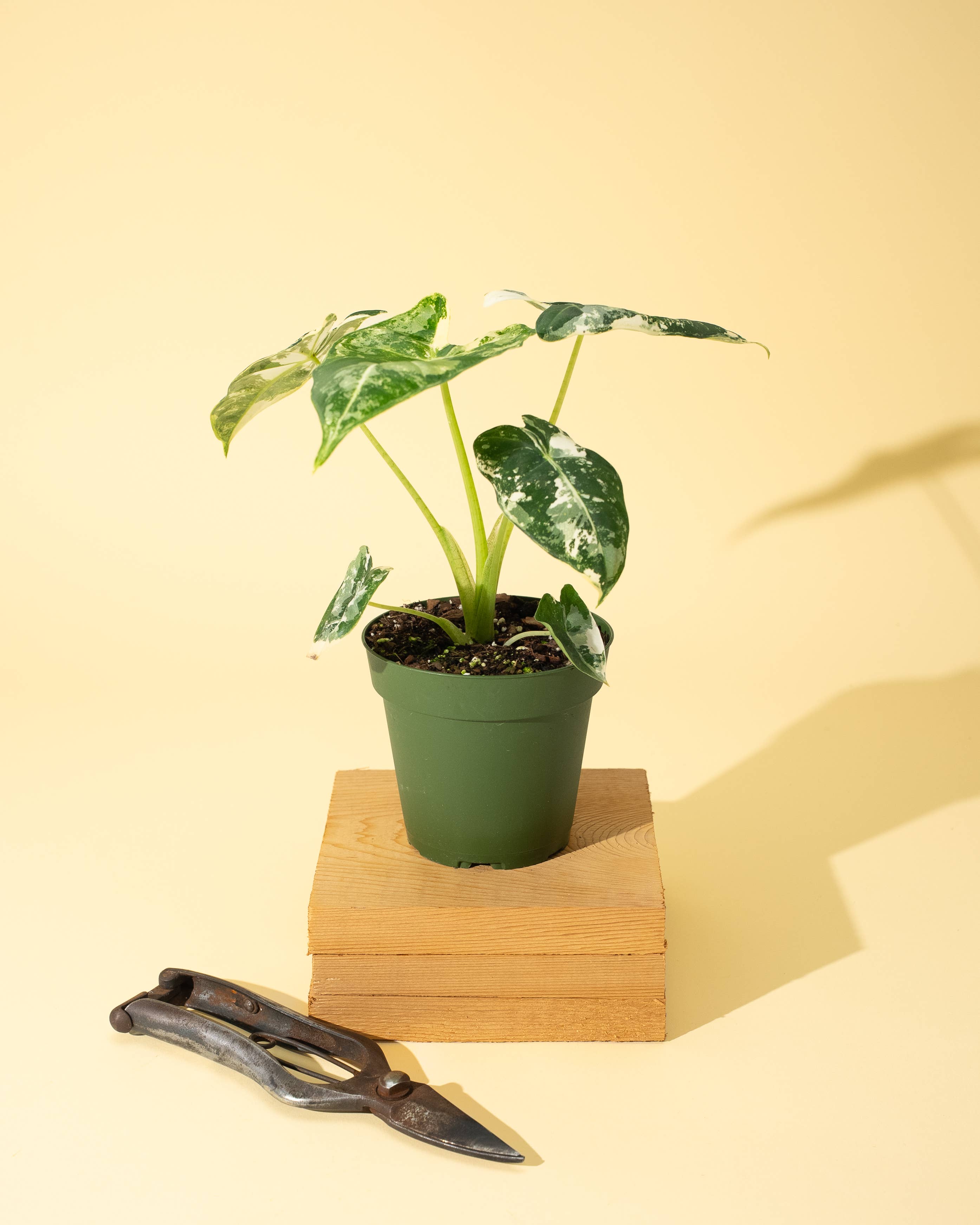 4" Variegated Alocasia 'Frydek'