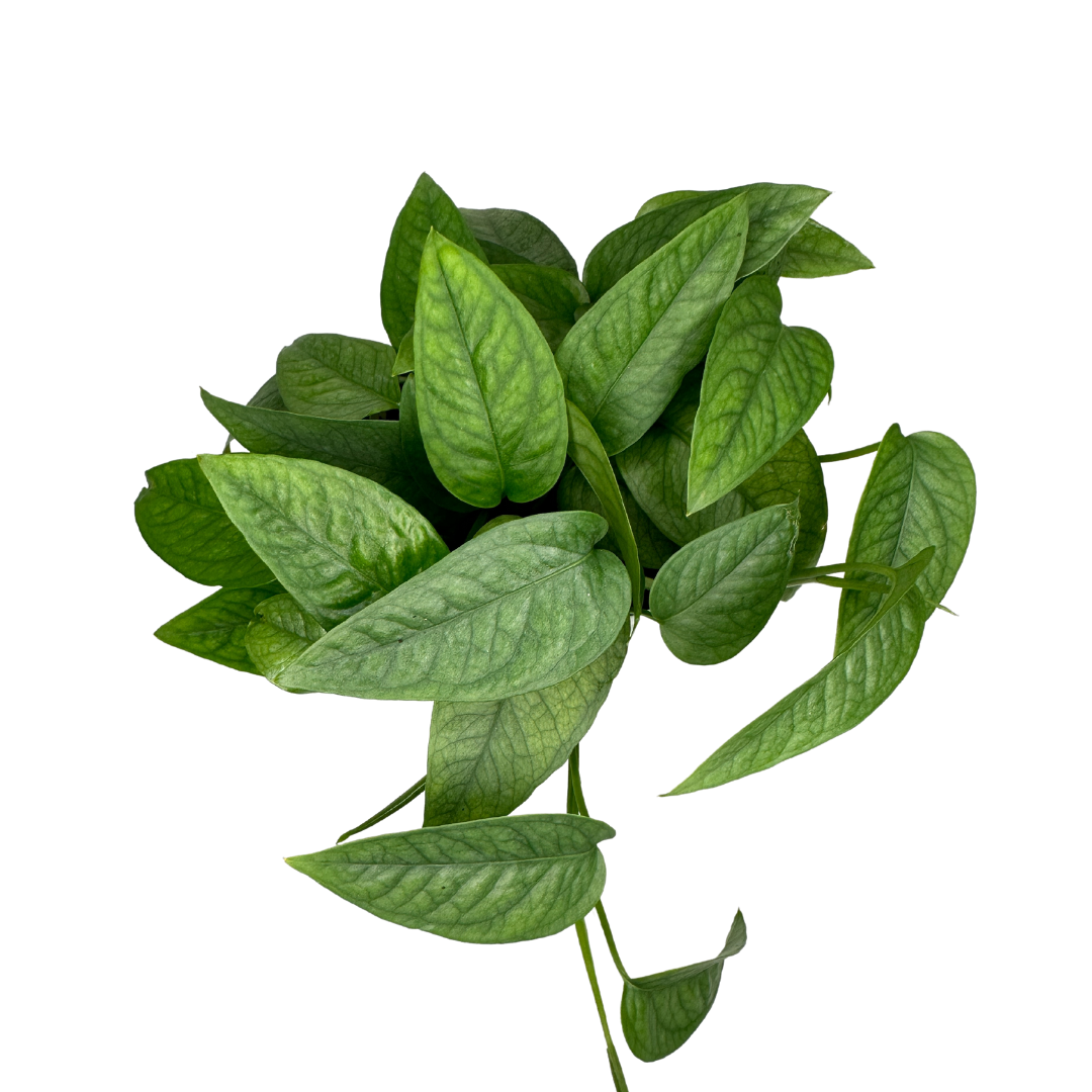 4" Cebu Blue Pothos (Epipremnum pinnatum 'Cebu Blue')