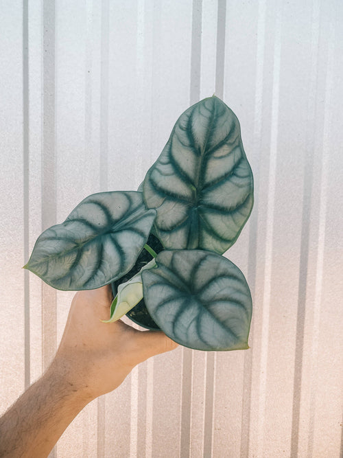 4" Alocasia 'Silver Dragon'