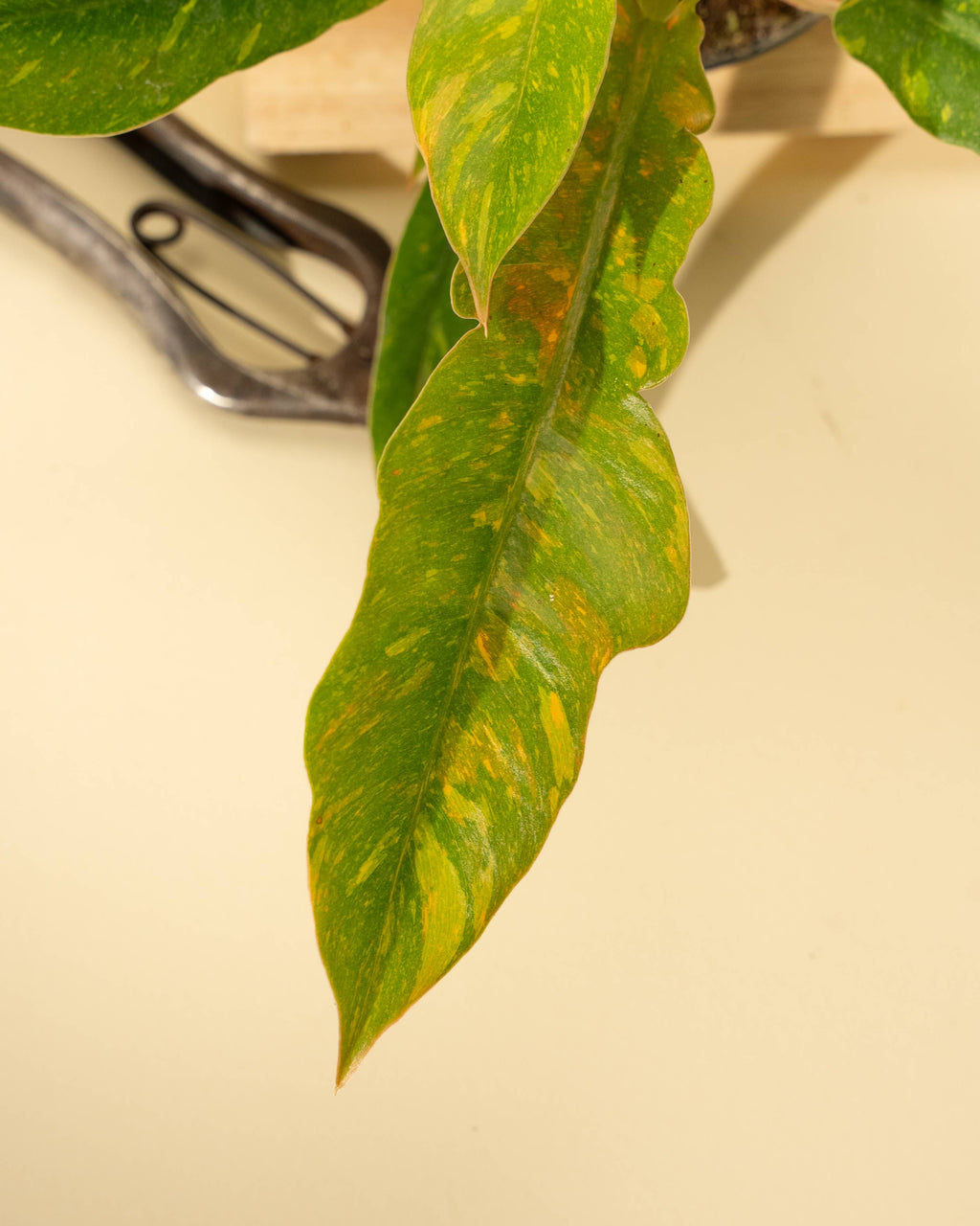 4" Philodendron 'Ring of Fire'