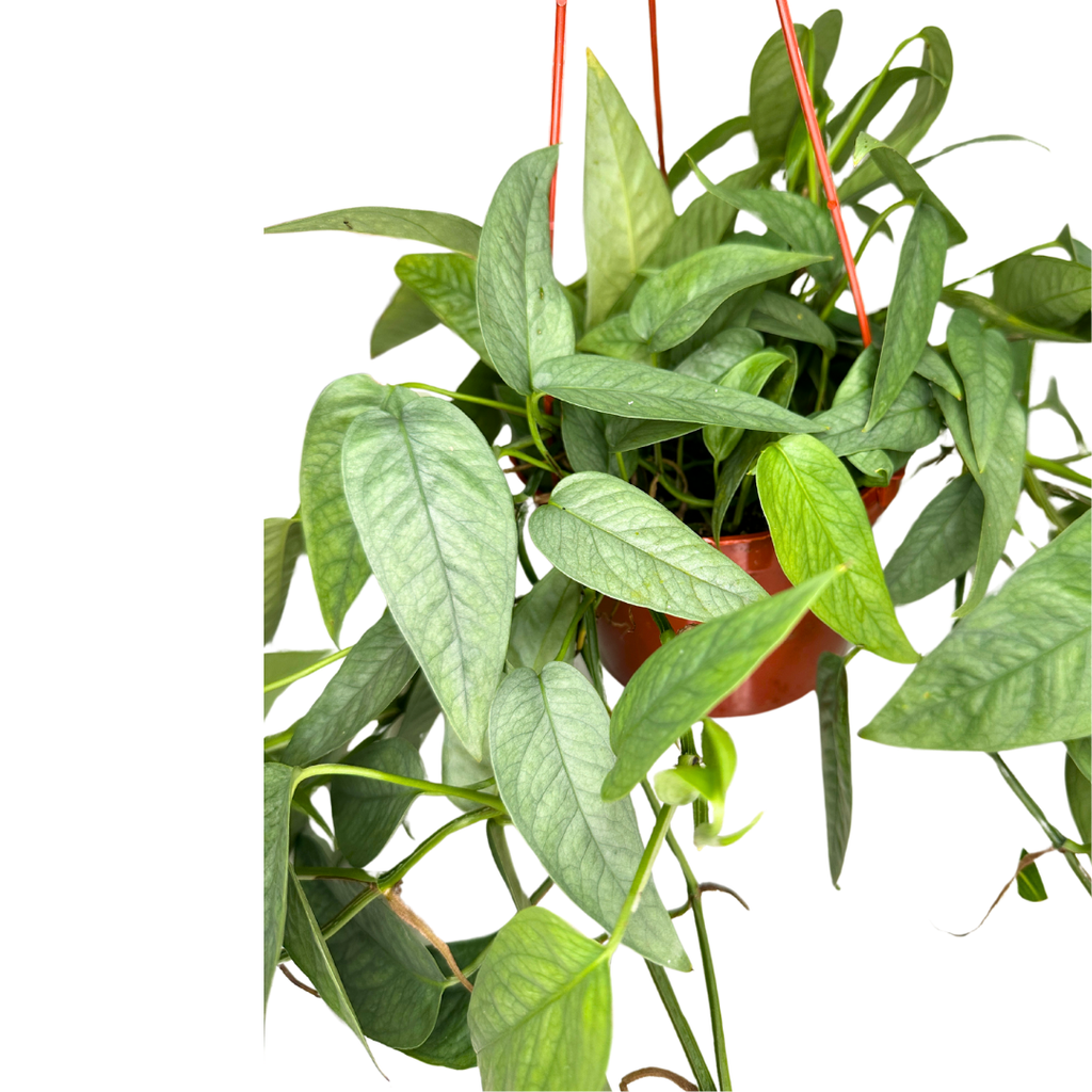 6" Cebu Blue Pothos (Epipremnum pinnatum) – Live Houseplant