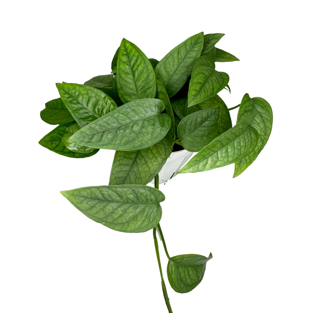 4" Cebu Blue Pothos (Epipremnum pinnatum 'Cebu Blue')