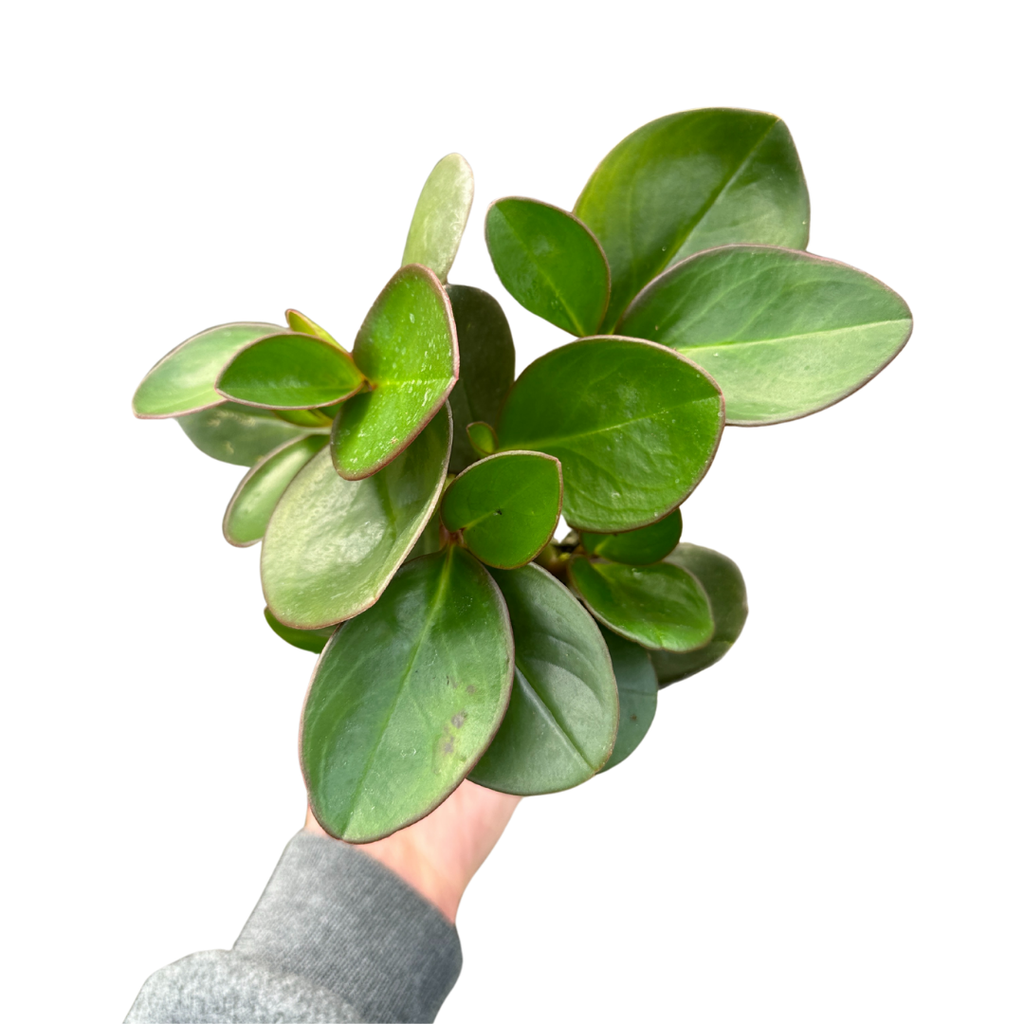 4" Peperomia Red Edge (Peperomia clusiifolia) – Houseplant