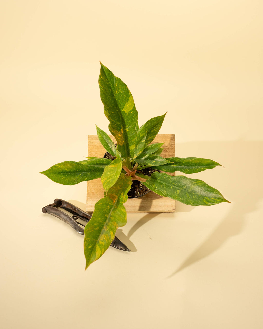 4" Philodendron 'Ring of Fire'