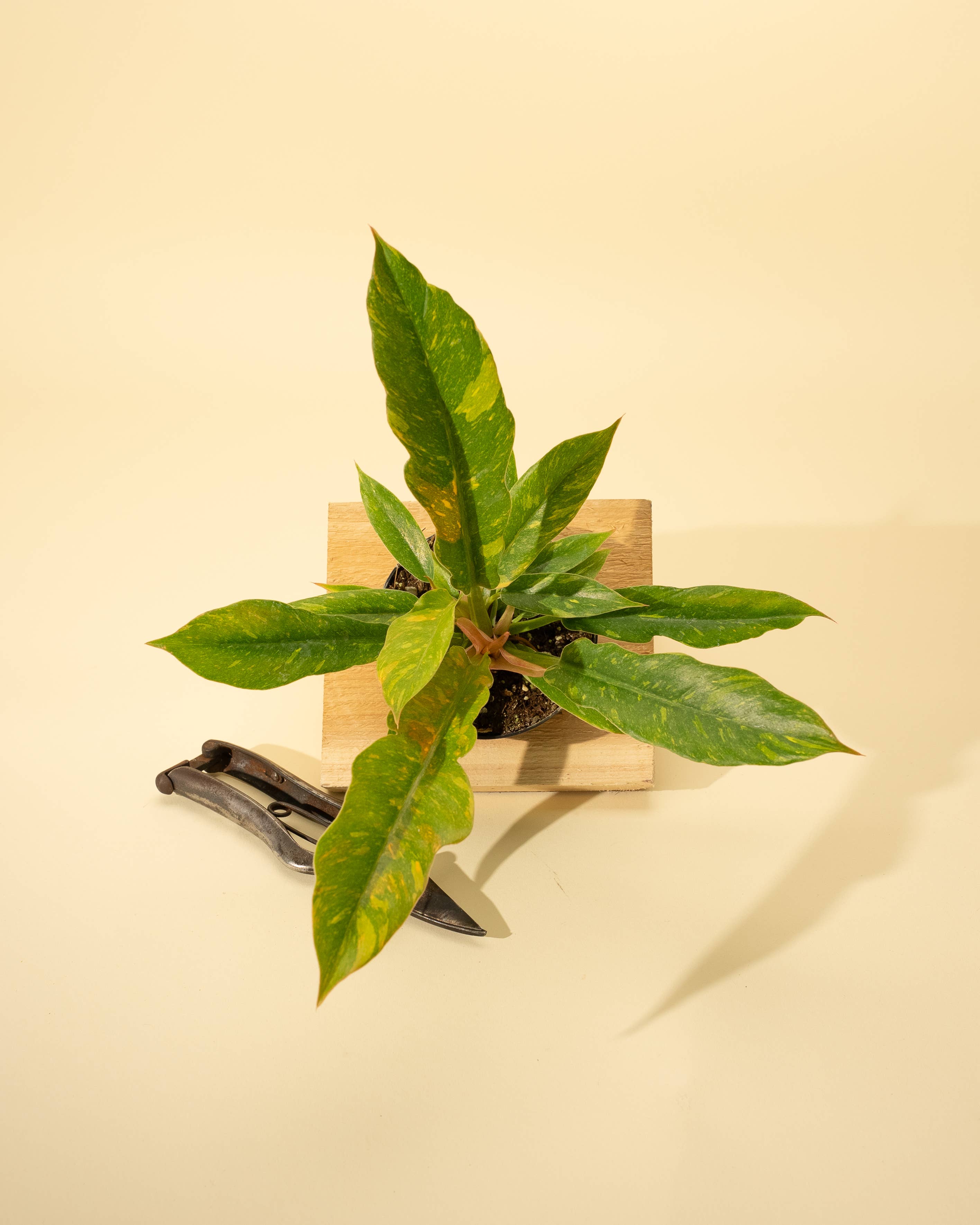 4" Philodendron 'Ring of Fire'