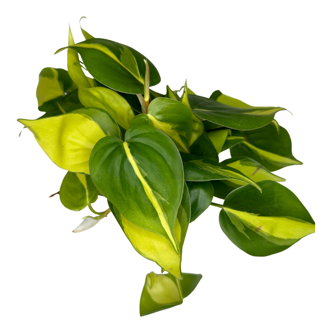 4" Philodendron Brasil (Philodendron hederaceum) –Houseplant