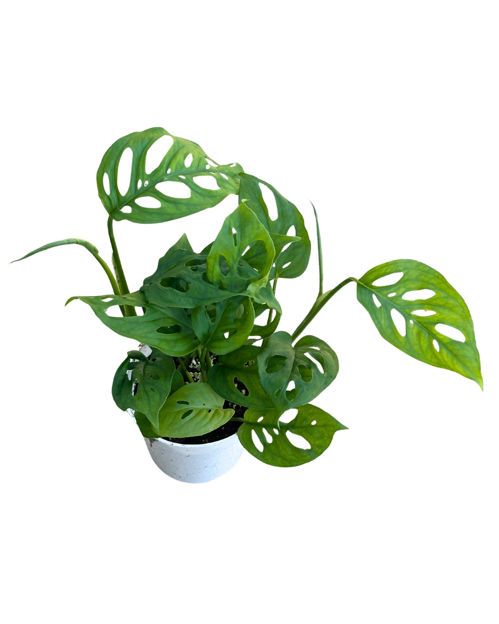 4" Swiss Cheese Plant (Monstera adansonii) – Live Houseplant