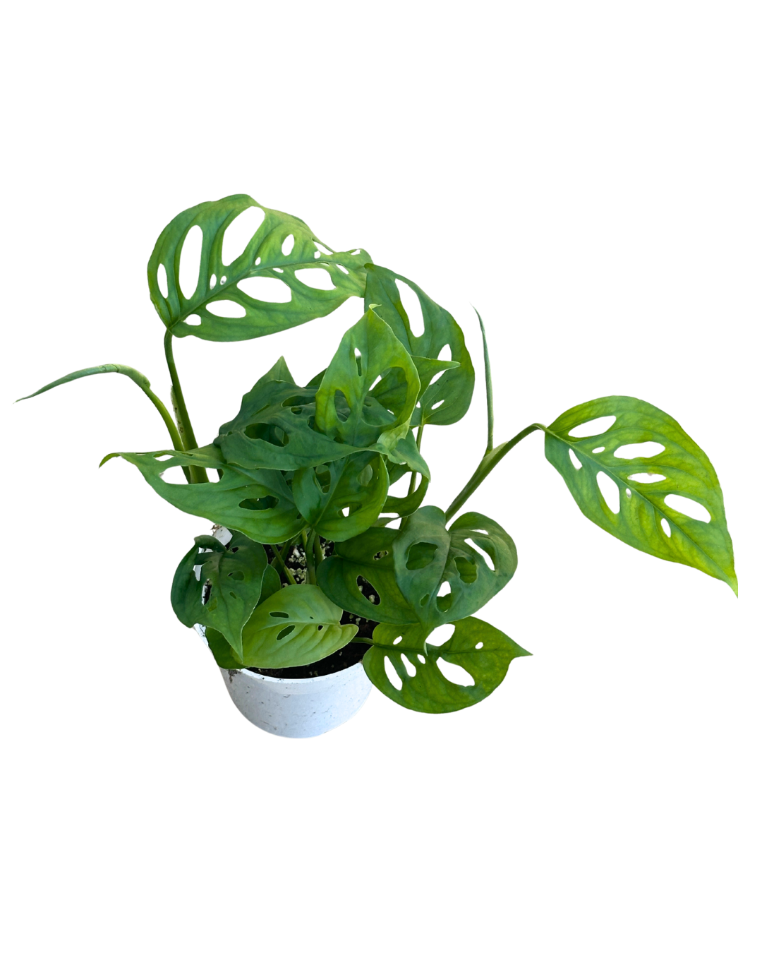 4" Swiss Cheese Plant (Monstera adansonii) – Live Houseplant