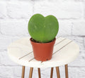 Hoya Kerrii - Sweetheart Plant - 2" Live Plant
