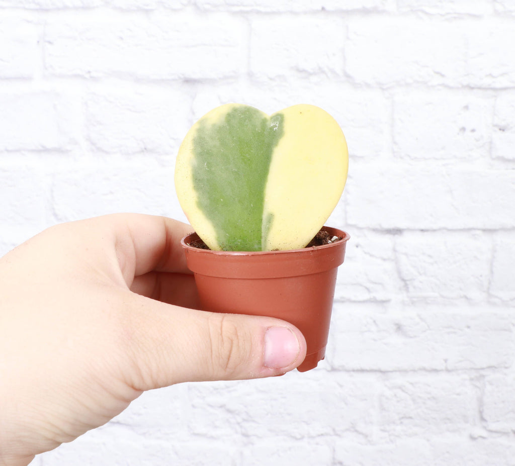 Hoya Kerrii - Sweetheart Plant - 2" Live Plant