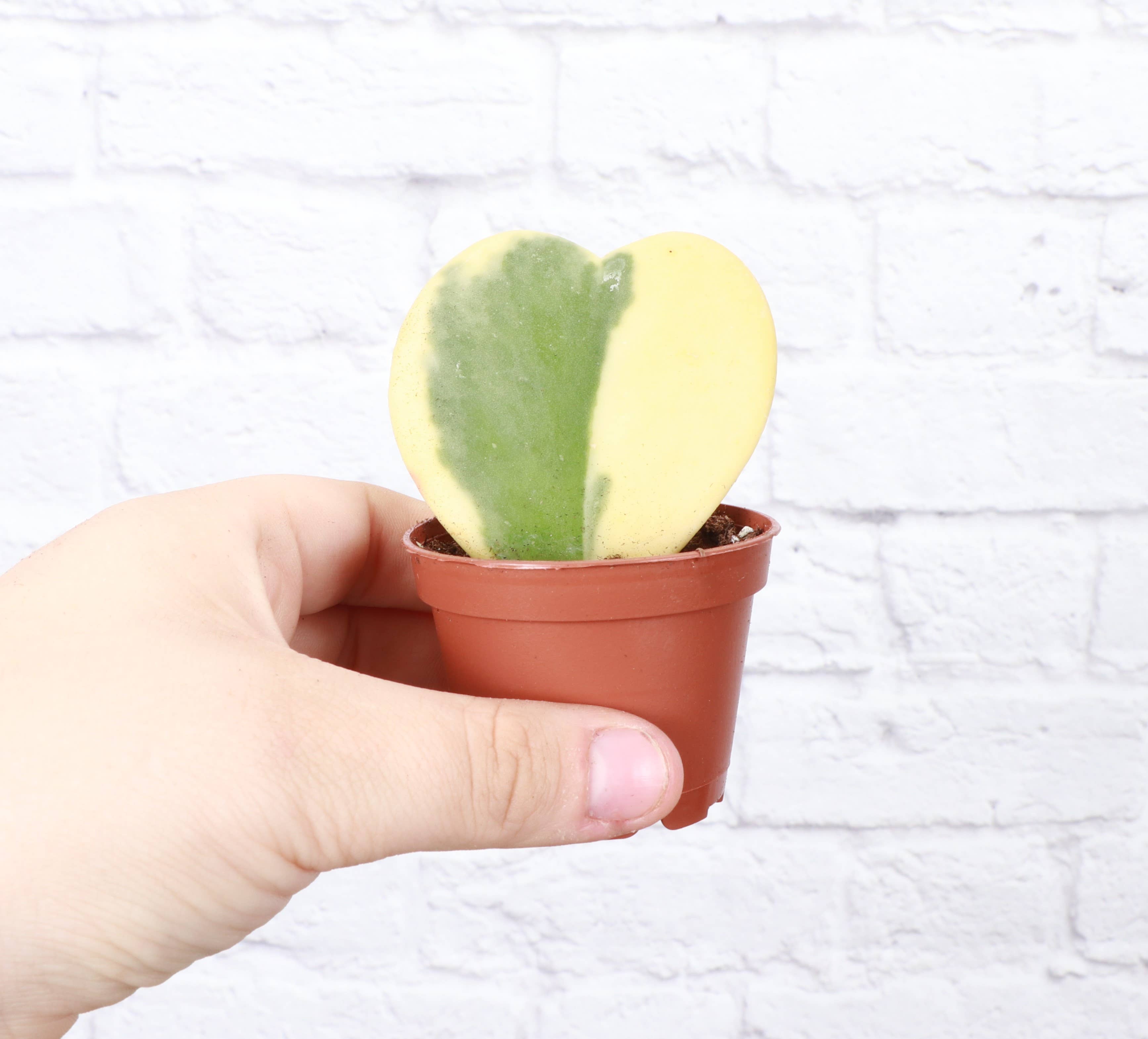 Hoya Kerrii - Sweetheart Plant - 2" Live Plant