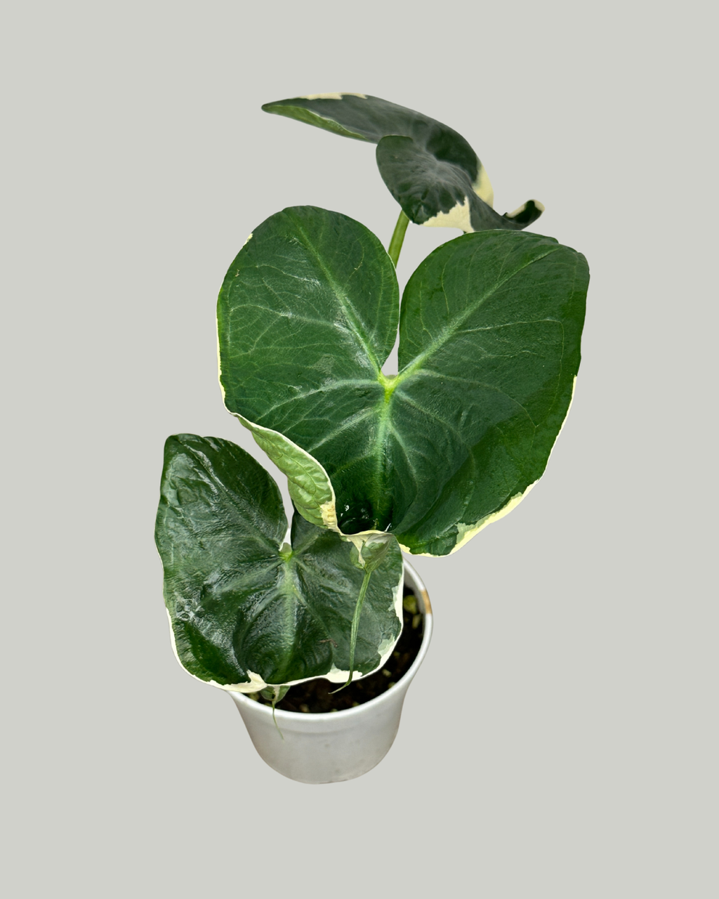 4" Alocasia Mickey Mouse Variegated - Wholesale Live Plant