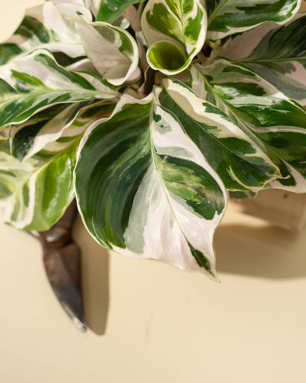 4" Calathea 'Fusion White'