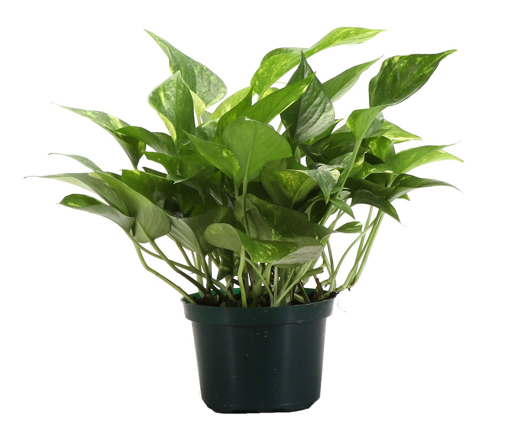 Golden Pothos Plant - Live Plant