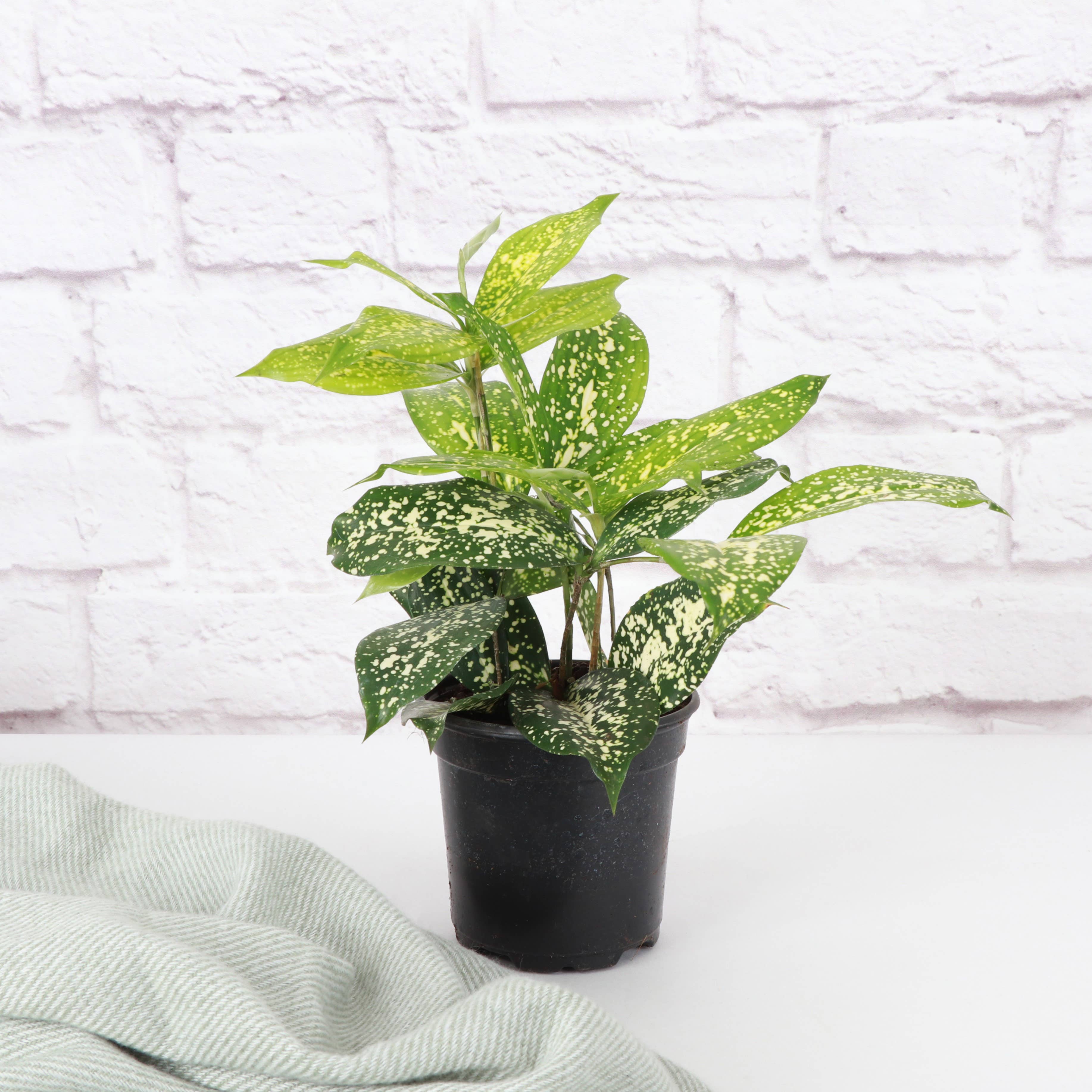 Gold Dust Dracaena - Live Plant