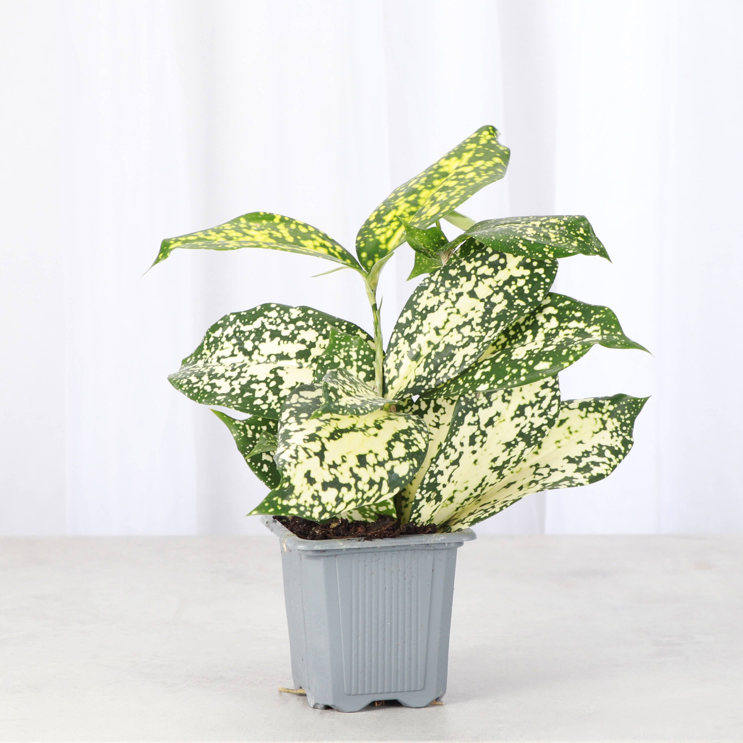 Gold Dust Dracaena - Live Plant