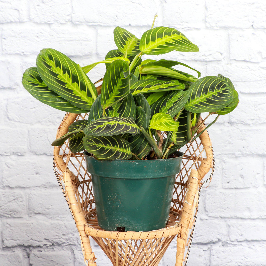 Lemon Lime Prayer Plant - Live Plant