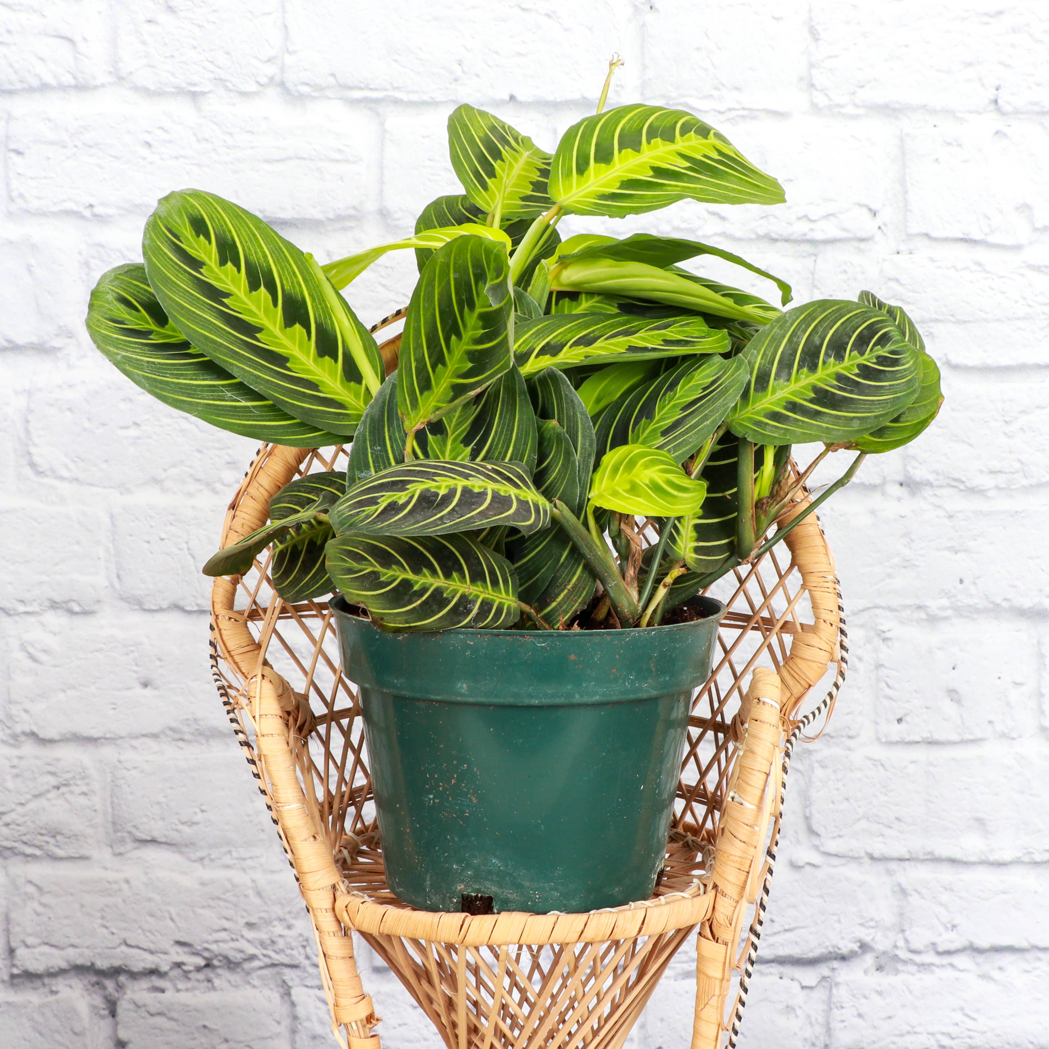 Lemon Lime Prayer Plant - Live Plant