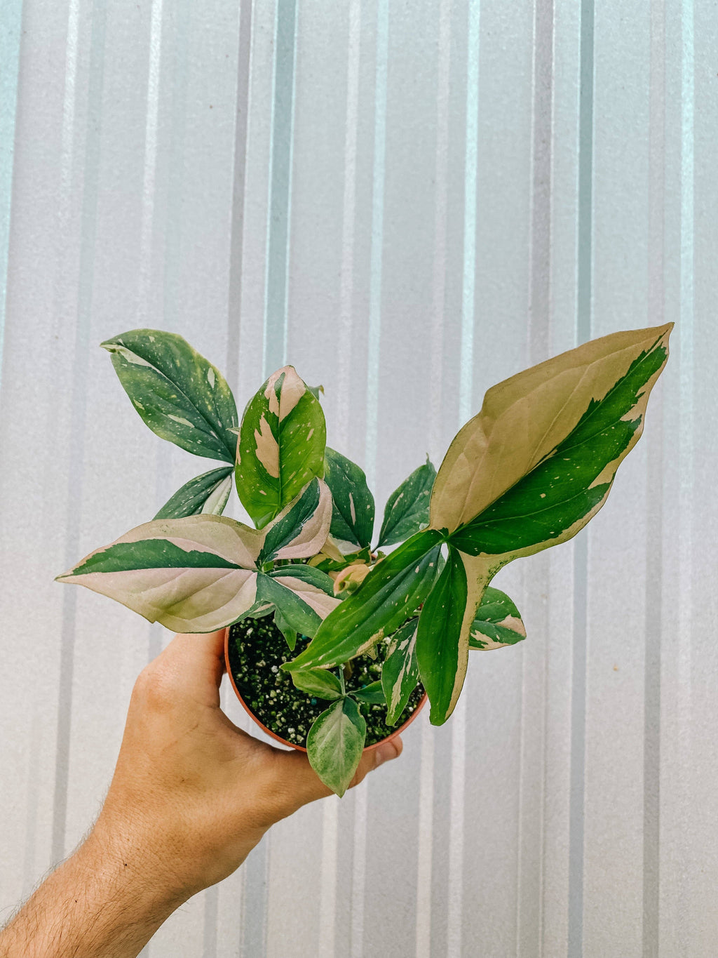 4" Syngonium 'Pink Splash'