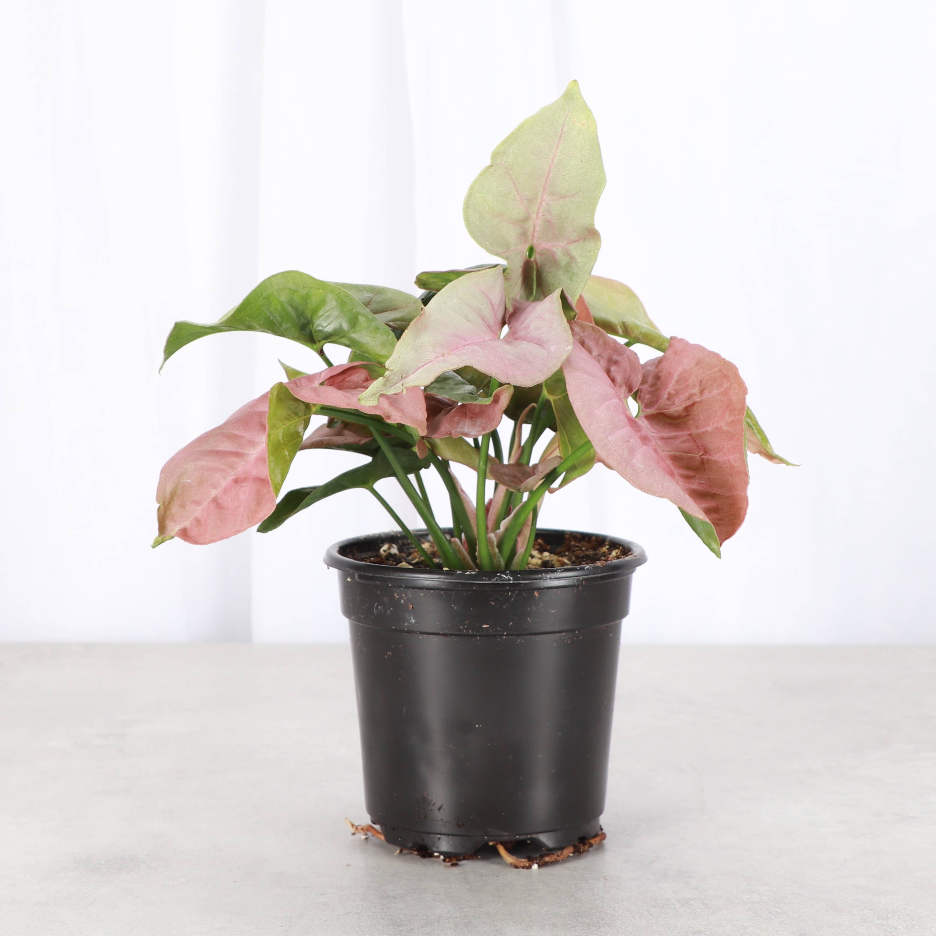 Pink Butterfly Syngonium - Live Plant