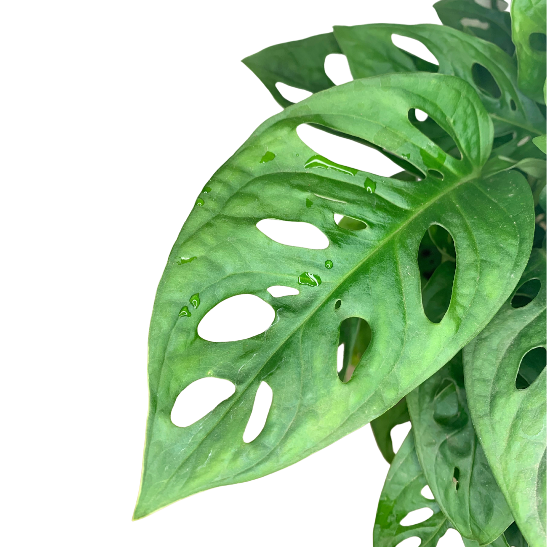 4" Swiss Cheese Plant (Monstera adansonii) – Live Houseplant