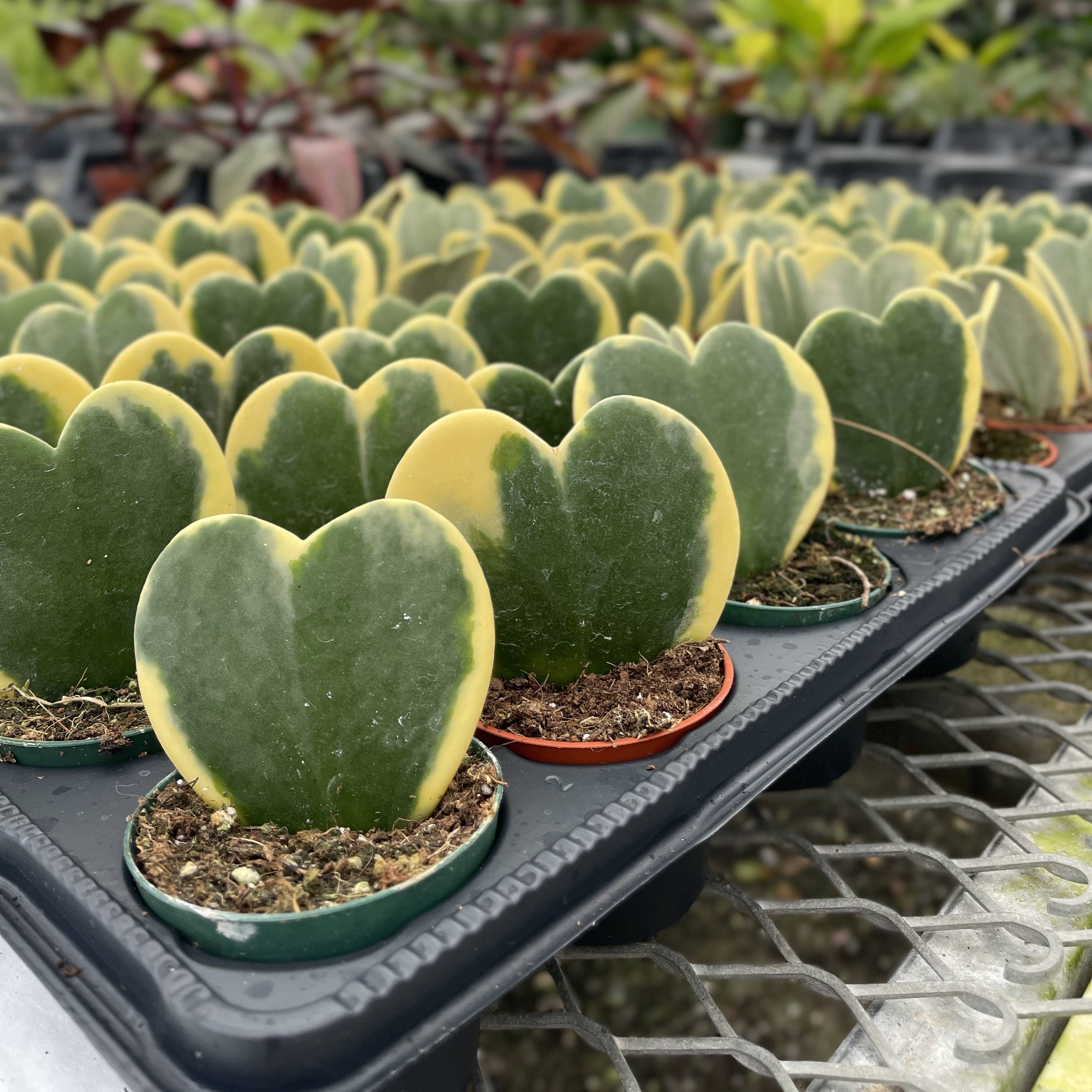 Hoya Kerrii - Sweetheart Plant - 2" Live Plant